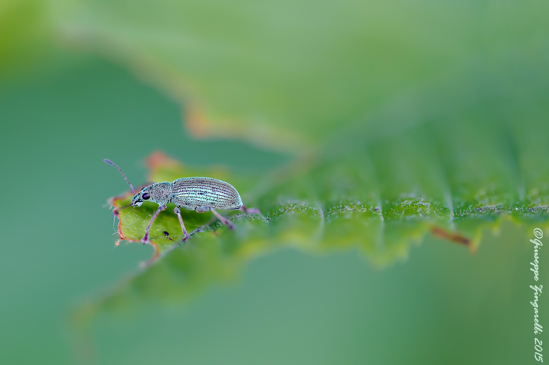 id coleottero curculionide